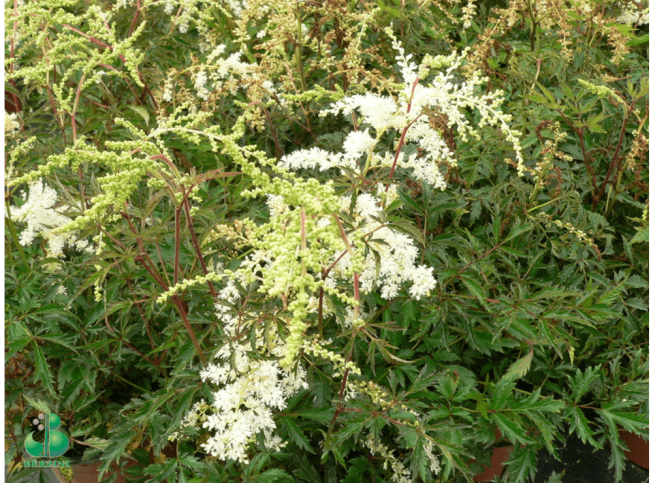 Astilbe simplicifolia   'White Sensation'